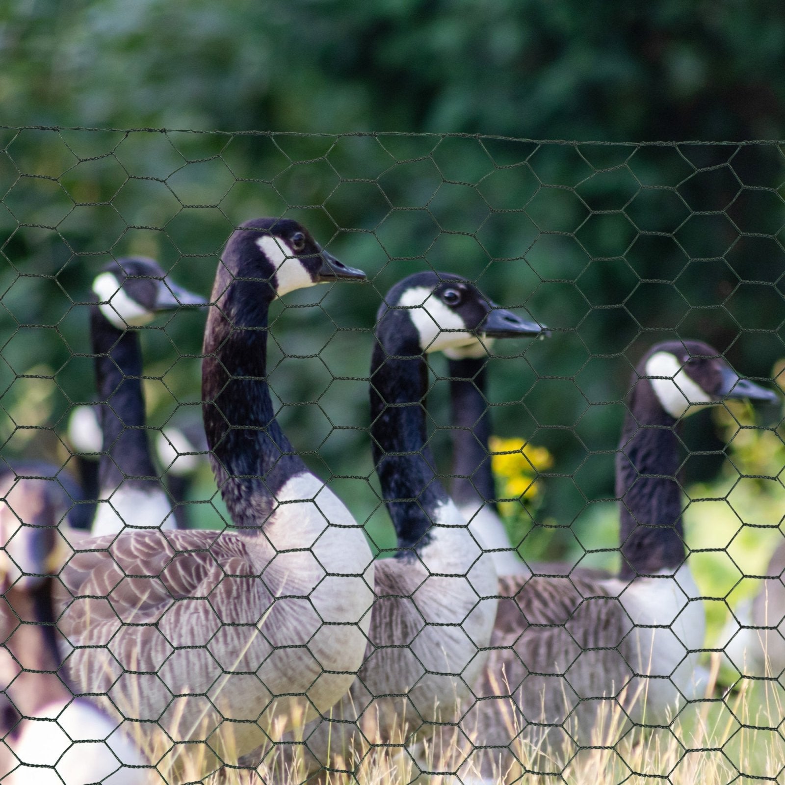 1m x 25m Chicken Wire Mesh, Foldable PVC Coated Welded Garden Fence, Roll Poultry Netting, for Rabbits, Ducks, Gooses, Dark Green-1